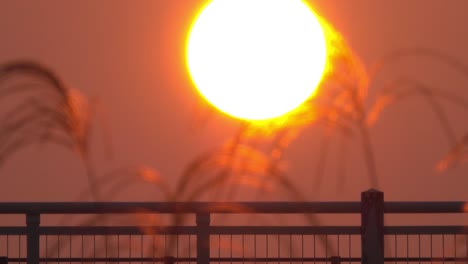 Japanese-pampas-grass-and-the-bridge-and-rising-sun_03-1231