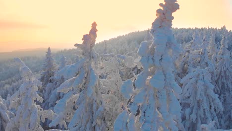 ANTENA:-Rayos-de-sol-pico-canal-congelado-árboles-spruce-de-primer-invierno-cubren-de-nieve