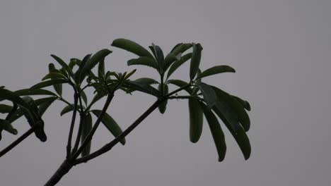 Raining-und-Blackboard-Baum,-Teufel-Alstonia-Scholaris-Blume-einsam-fühlen