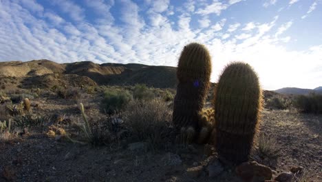 Anza-Borrego-Kakteen-Zeitraffer-4k