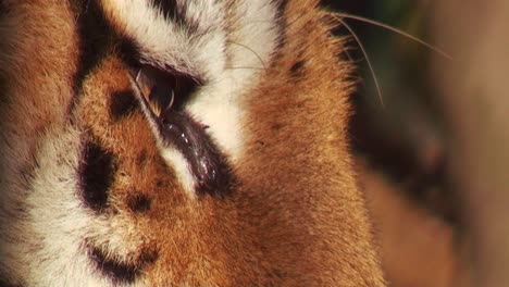 Tigers-in-forest