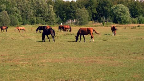 Pferde-weiden-auf-grünen-Weiden-der-Pferdefarm,-Land-Sommerlandschaft