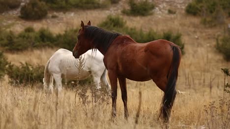 Dos-caballos-salvajes-pastando-en-la-naturaleza