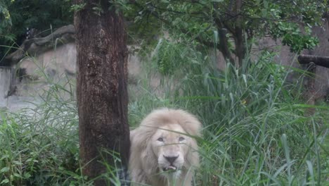 El-león-blanco-se-encuentra-durante-el-día.