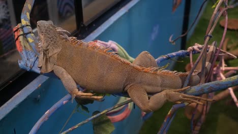 Un-lagarto-gigante-es-sobre-una-rama-durante-el-día.