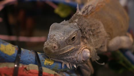 Un-lagarto-gigante-es-sobre-una-rama-durante-el-día.