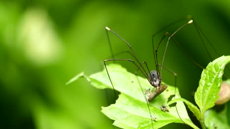 Harvestmen-eating-bug-on-green-leaf.