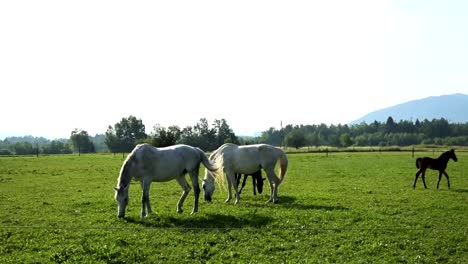 Lipizzan-horses