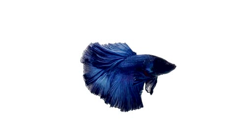 Super-slow-motion-of-vibrant-Siamese-fighting-fish-(Betta-splendens),-well-known-name-is-Plakat-Thai