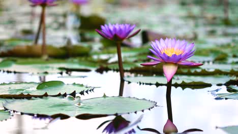 Loto-púrpura-hermosa,-una-flor-de-lirio-de-agua-en-estanque