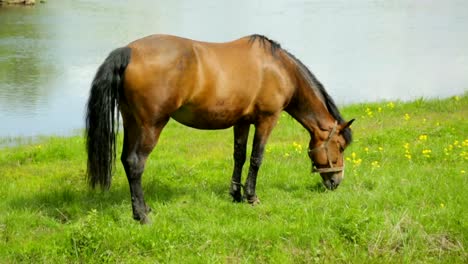 Caballo-pastando-en-un-prado-cerca-de-río