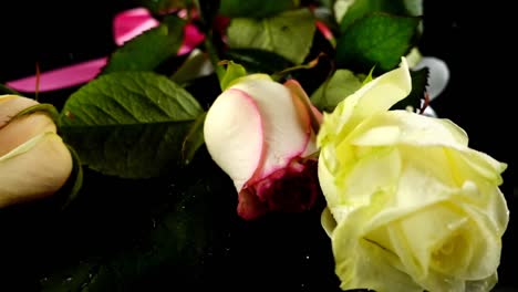 The-falling-rose-and-satin-ribbon-on-a-black-background.-Slow-motion.