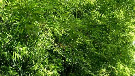 background-bamboo-leaves-In-the-garden-4K-Resolution