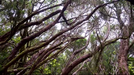 first-person-view-walk-through-the-jungle-thickets-of-the-tropical-tropical-relic-forest