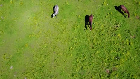 Aerial-view-of-the-beautiful-horses-in-the-field