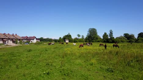 Vista-aérea-de-los-hermosos-caballos-en-el-campo