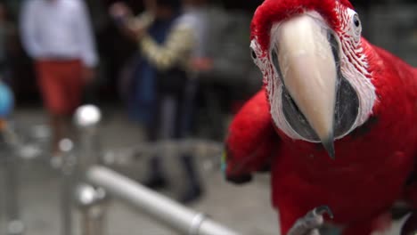 fila-de-loros-de-guacamayo-de-colores-en-el-mercadillo-al-aire-libre