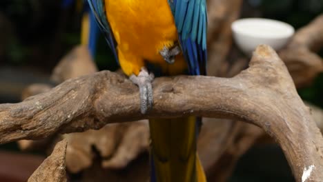 Macore-Bird-Hold-on-tree-branch.-Beautiful-macore-Parrot-bird-standing-on-a-wooden.