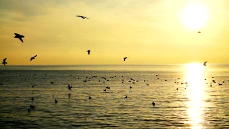 Gaviotas-sobre-el-mar.-Cámara-lenta.