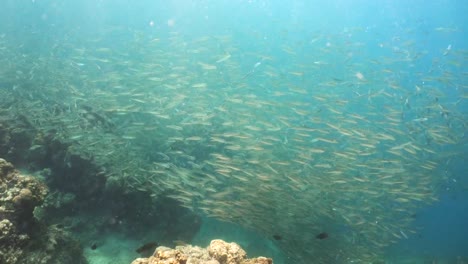 Sardinen-auf-blauem-Wasser