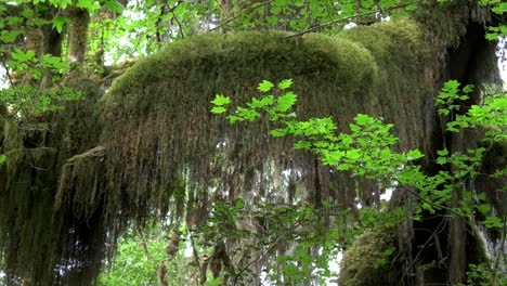 der-Bart-Moos-und-unten-Ahornblätter-bei-Hoh-Regenwald-hautnah