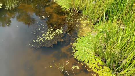 Flussbett---Draufsicht-von-Drohne