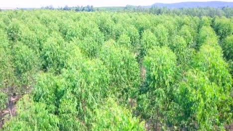 Aerial-view-of-Eucalyptus-Park