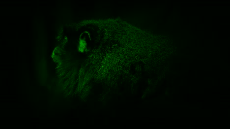 Nightvision-Furry-pequeño-mono-en-la-selva