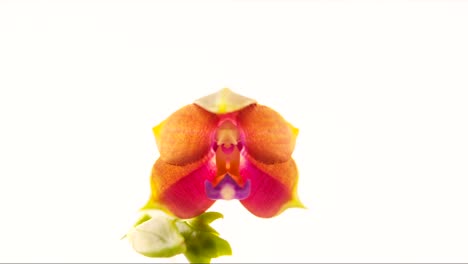 Beautiful-rare-orchid-in-pot-on-blurred-background