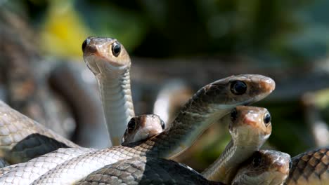 Oriental-rat-snake