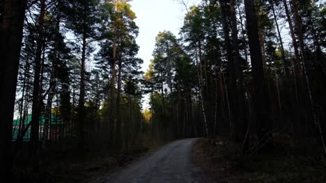 Ein-Blick-in-den-Himmel-im-herbstlichen-Wald