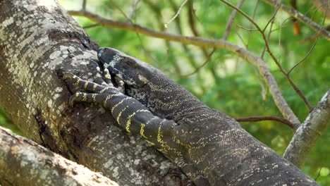 Goanna-Varanus-Varius-ausruhen-und-Sonnenbaden-in-einem-Baum-in-Australien