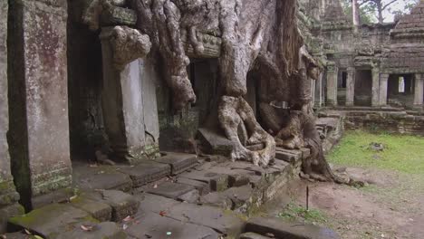 POV:-Wandern-rund-um-einen-verfallenen-buddhistischen-Tempel-von-dicken-Baumwurzeln-überwachsen.