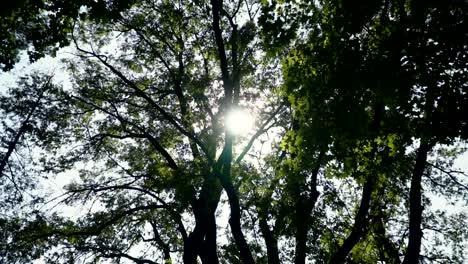 glimpses-of-the-sun-through-the-foliage-of-trees