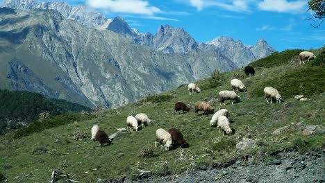 Ziegen-und-Schafe-blicken-auf-Hügel