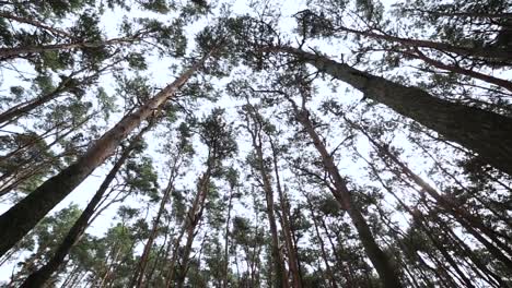 Looking-up-in-forest,-POV-through-tops-of-trees,-sun-shines-through-foliage