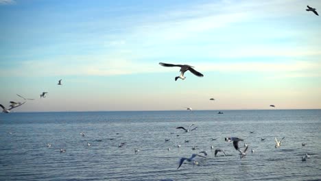 Möwen-fliegen-über-das-Meer.-Slow-Motion.