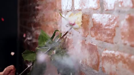 Frozen-rose-breaks-against-the-wall-in-Slow-motion.