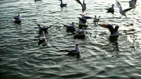 Seagulls-fly-over-the-sea.-Slow-Motion.