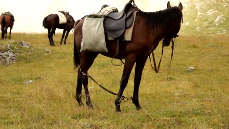 Horse-grazing-in-a-meadow-in-the-mountains.