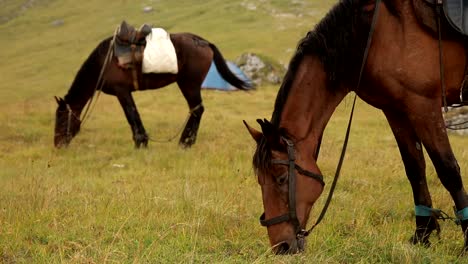 Horse-grazing-in-a-meadow-in-the-mountains.