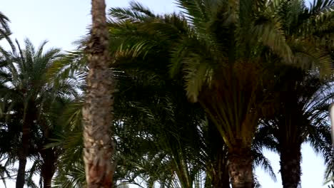 Car-POV-on-palm-trees-in-slow-motion-180fps