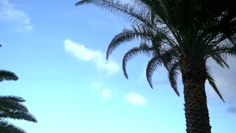 Car-POV-on-palm-trees-in-slow-motion-180fps