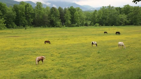 Pasto-en-Great-Smoky-Mountains-NP