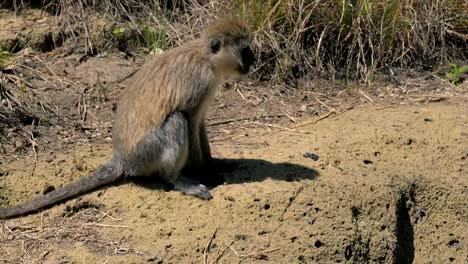 Closeup-Side-View-Monkey-Sits-And-Chews