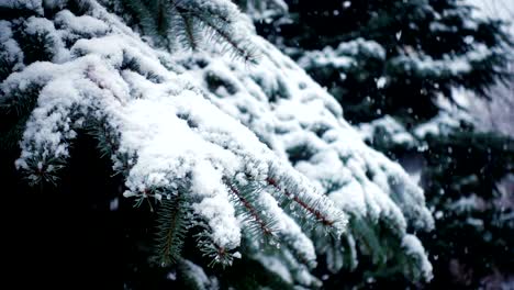 snow-falling-at-the-fir-trees-branches