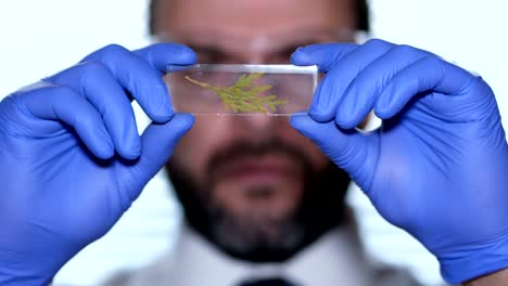 Biologist-examines-sample.-Science,-biology,-ecology.-Professional-scientist-wearing-protective-mask-working-with-herb-samples-in-his-laboratory.-Male-scientist-looking-at-plant-leaf-in-glass-slide.