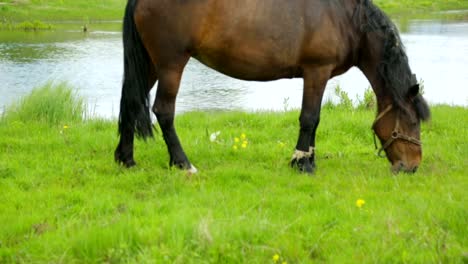 Pferde-grasen-auf-der-Wiese-in-der-Nähe-von-Fluss