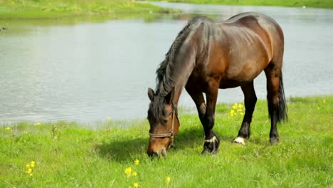 Caballo-pastando-en-un-prado-cerca-de-río