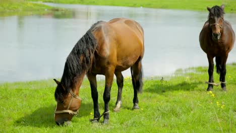 Pferde-grasen-auf-der-Wiese-in-der-Nähe-von-Fluss